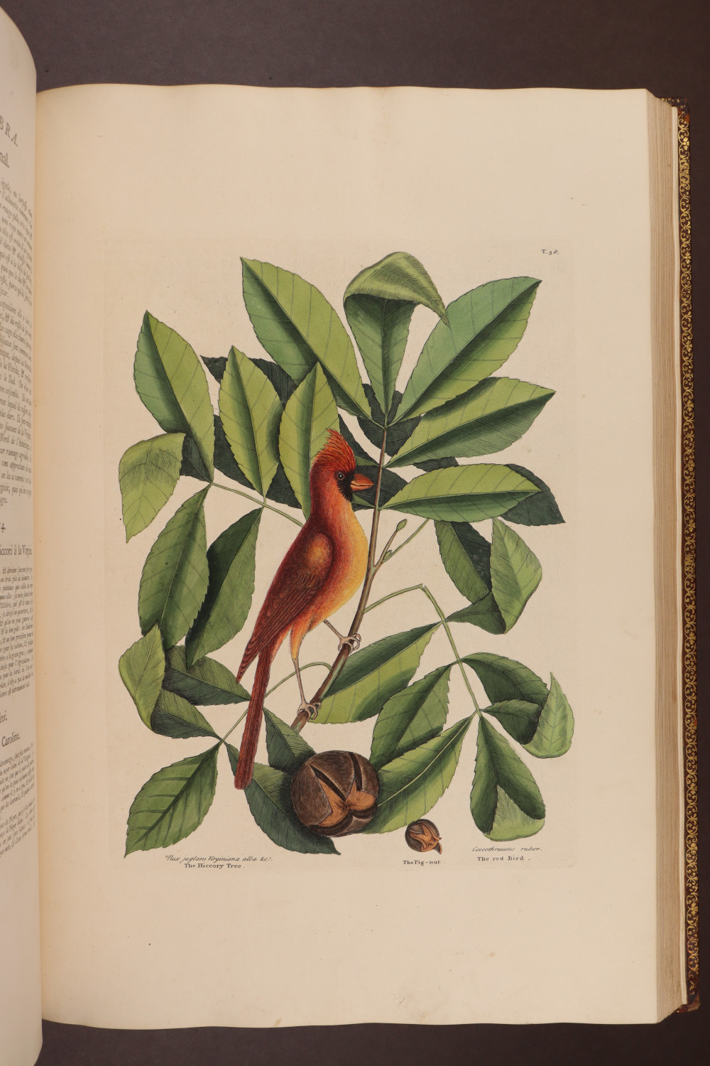 Plate 38
